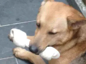 Cachorro raça Sem raça idade 1 ano nome Júlia