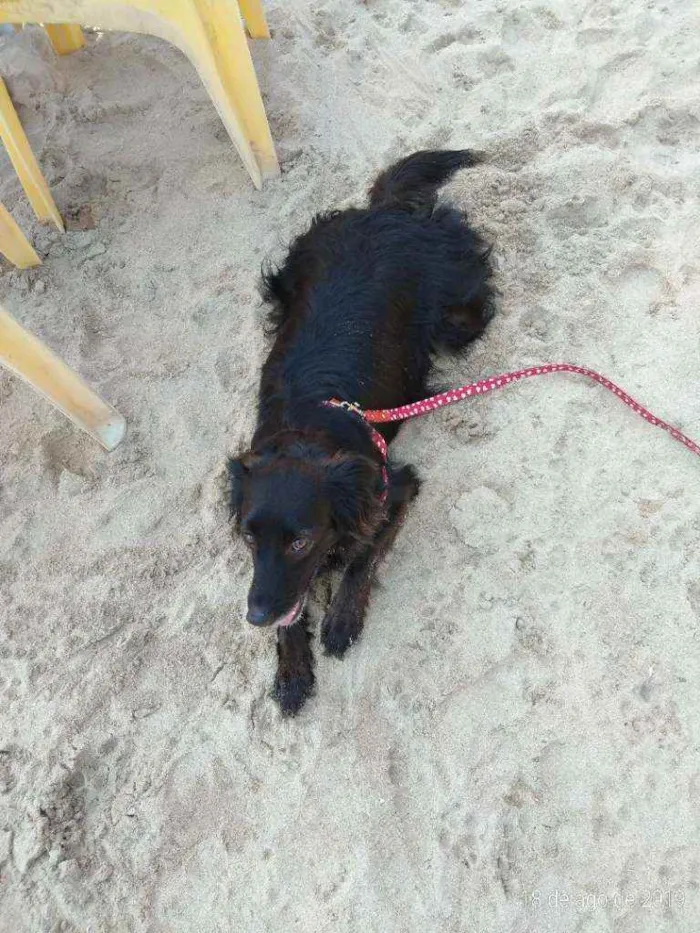 Cachorro ra a Sem raça idade 5 anos nome Belinha