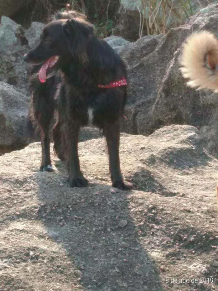 Cachorro ra a Sem raça idade 5 anos nome Belinha