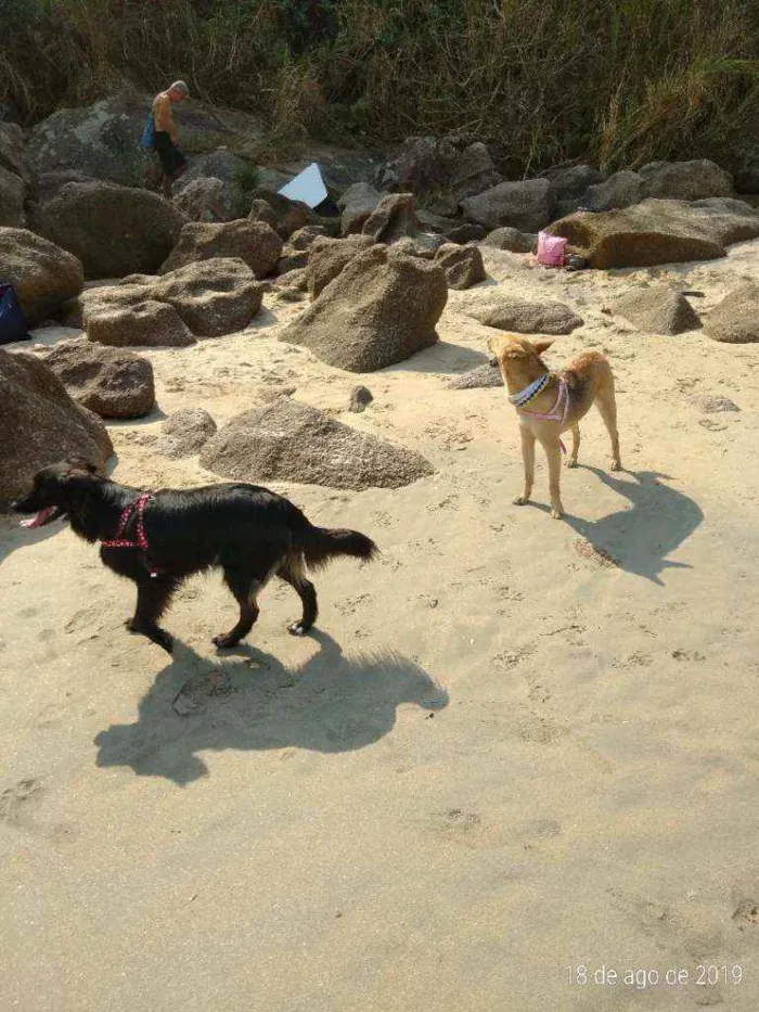 Cachorro ra a Sem raça idade 5 anos nome Belinha