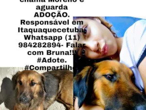 Cachorro raça  idade  nome Moreno