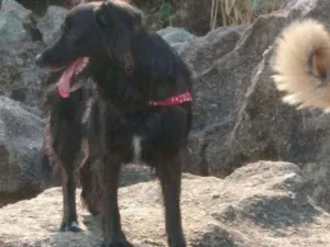 Cachorro raça Sem raça idade 5 anos nome Belinha