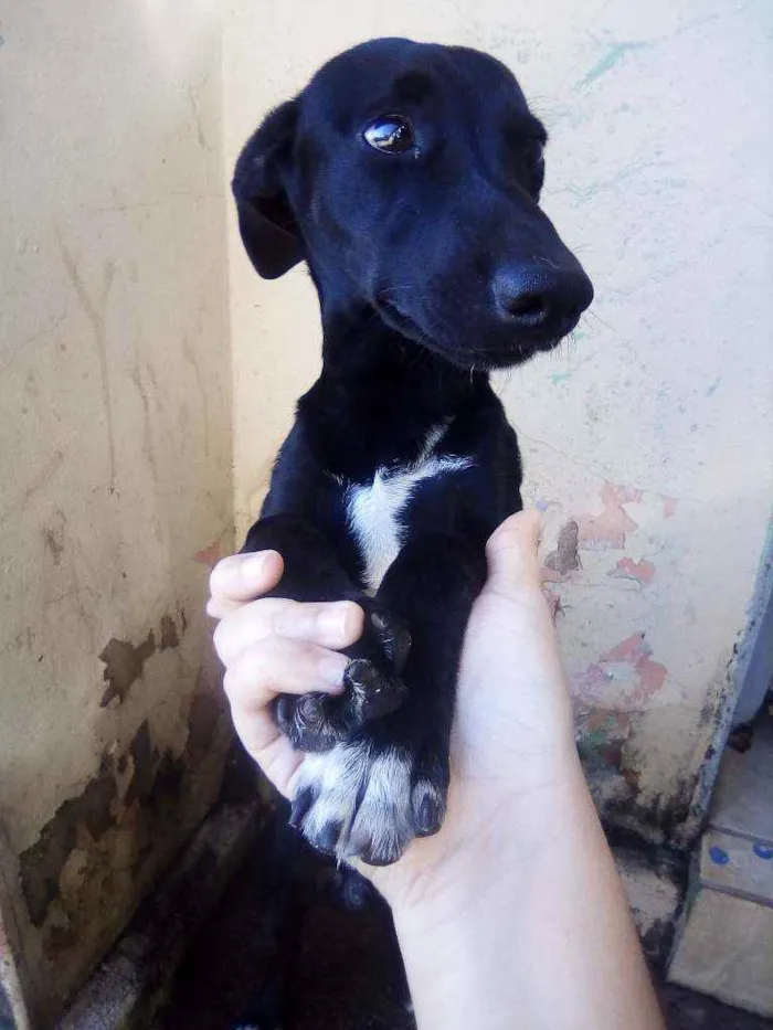 Cachorro ra a Vira lata idade 2 a 6 meses nome Nao tem