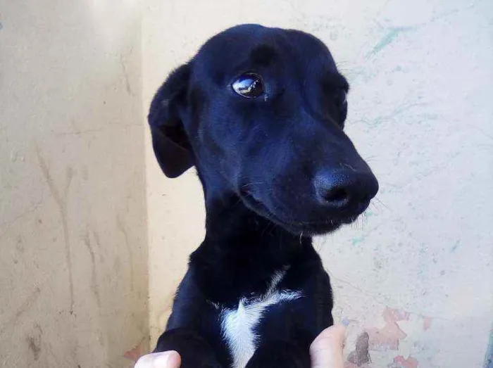 Cachorro ra a Vira lata idade 2 a 6 meses nome Nao tem