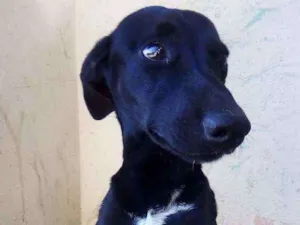 Cachorro raça Vira lata idade 2 a 6 meses nome Nao tem