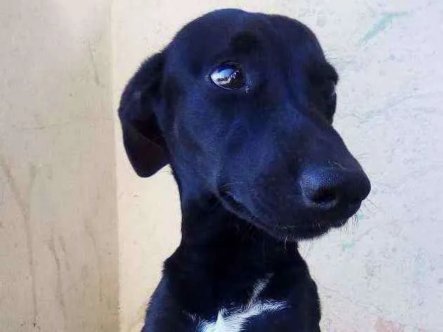 Cachorro ra a Vira lata idade 2 a 6 meses nome Nao tem