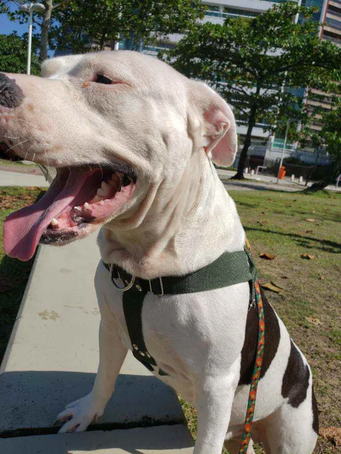 Cachorro ra a Pitbull idade 1 ano nome Rocky