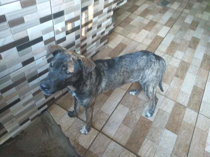 Cachorro ra a Vira lata  idade 2 a 6 meses nome Pandora 