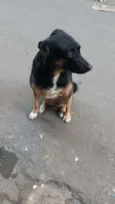 Pretinha