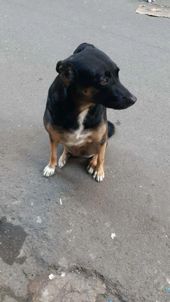 Cachorro ra a SRD idade 2 anos nome Pretinha