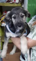 Lulu 