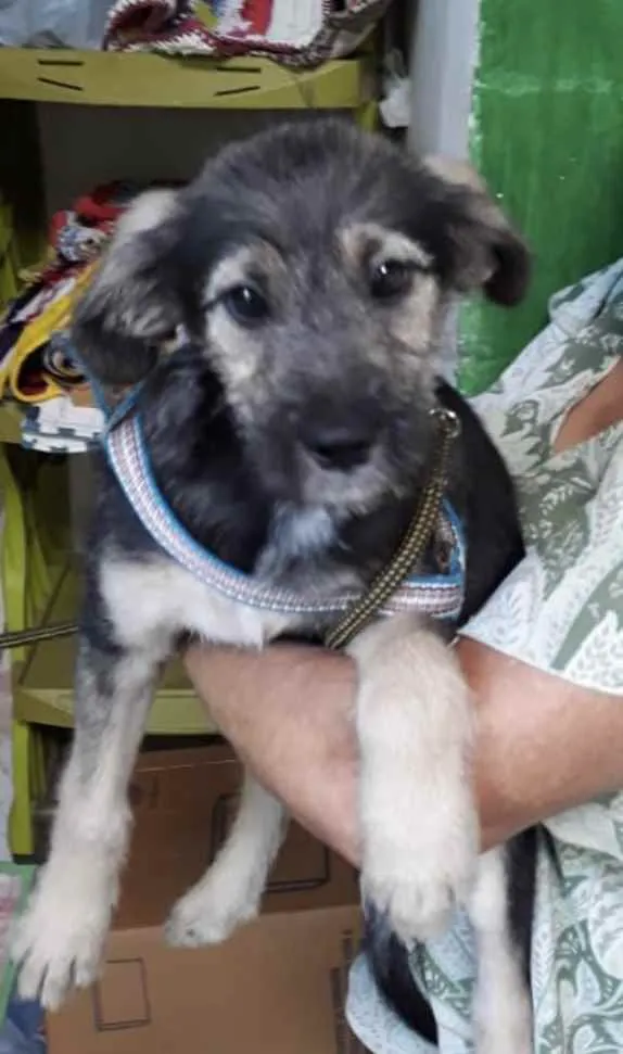 Cachorro ra a Mestiço  idade 2 a 6 meses nome Lulu 