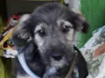 Lulu 