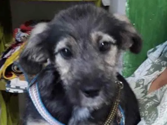 Cachorro ra a Mestiço  idade 2 a 6 meses nome Lulu 