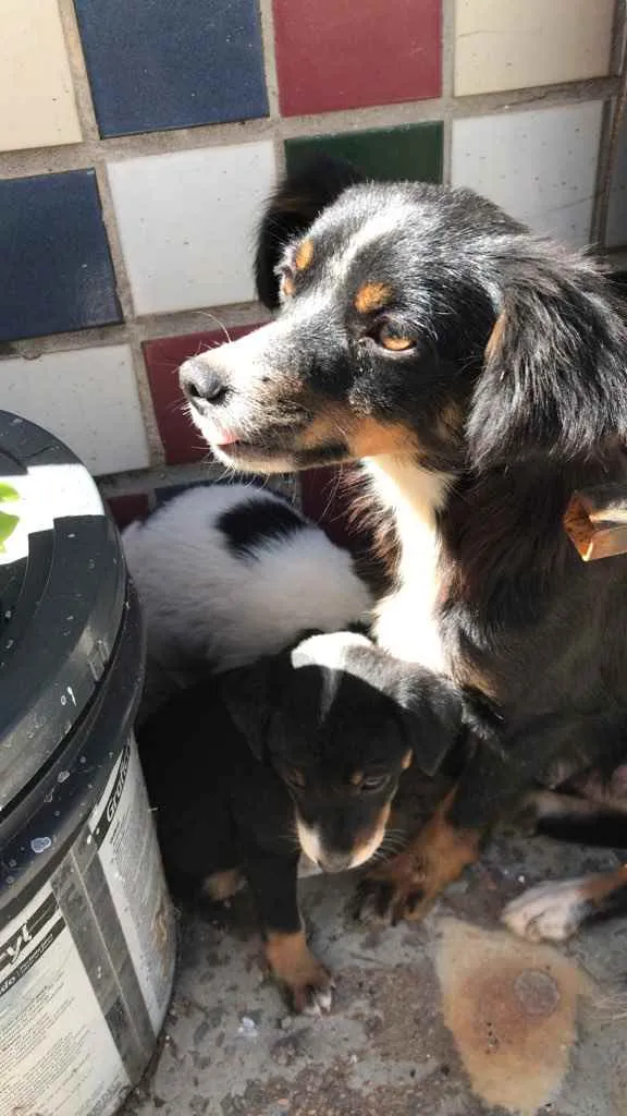 Cachorro ra a Vira lata  idade  nome Bella