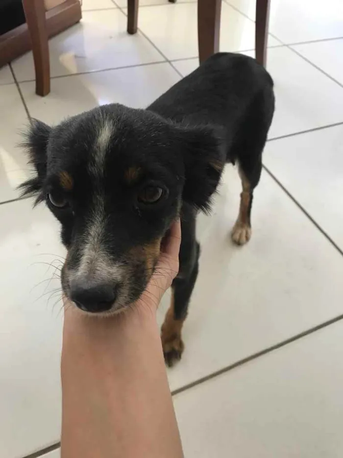 Cachorro ra a Vira lata  idade  nome Bella