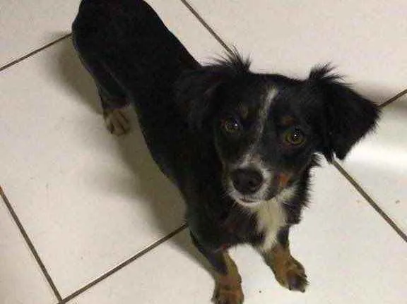 Cachorro ra a Vira lata  idade  nome Bella