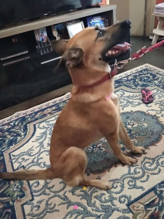 Cachorro ra a Pastor Belga Malinois + srd idade 1 ano nome Nala