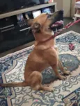 Nala