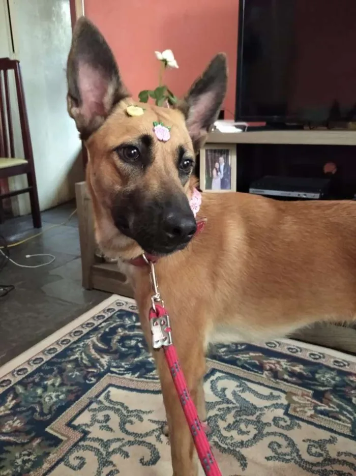 Cachorro ra a Pastor Belga Malinois + srd idade 1 ano nome Nala