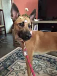 Nala