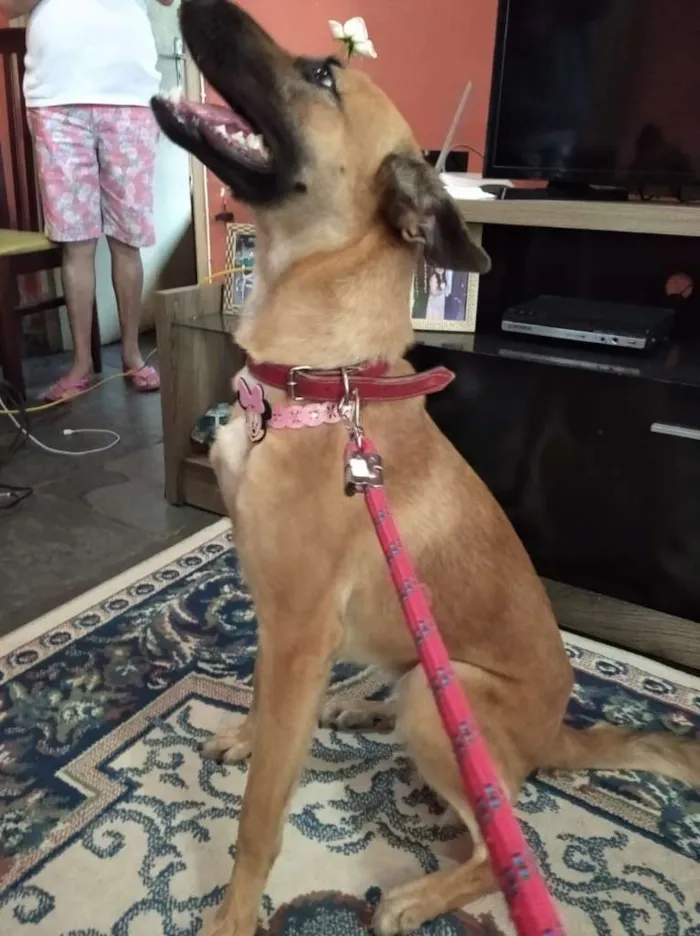 Cachorro ra a Pastor Belga Malinois + srd idade 1 ano nome Nala