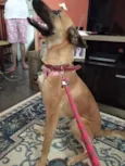 Nala