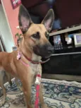 Nala