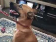 Nala