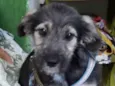 Lulu 
