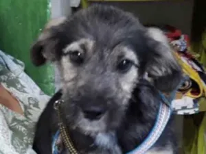 Cachorro raça Mestiço  idade 2 a 6 meses nome Lulu 