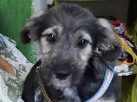 Cachorro ra a Mestiço  idade 2 a 6 meses nome Lulu 