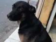 Pretinha