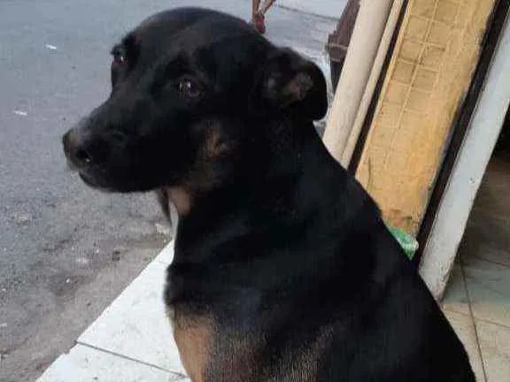 Cachorro ra a SRD idade 2 anos nome Pretinha