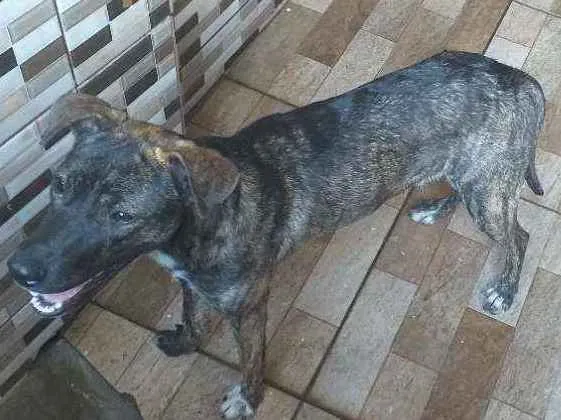 Cachorro ra a Vira lata  idade 2 a 6 meses nome Pandora 