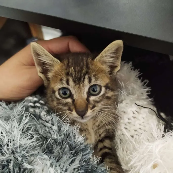 Gato ra a SRD idade Abaixo de 2 meses nome Rajadinha