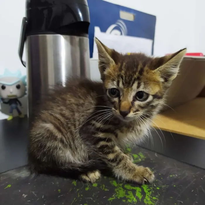 Gato ra a SRD idade Abaixo de 2 meses nome Rajadinha