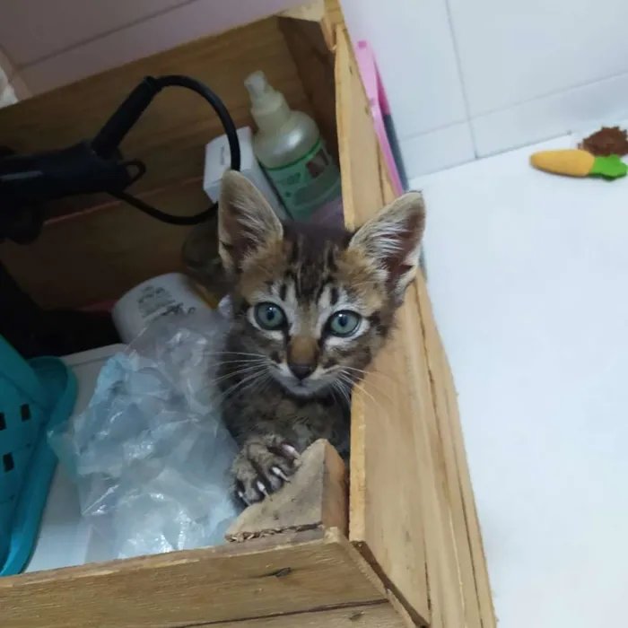 Gato ra a SRD idade Abaixo de 2 meses nome Rajadinha