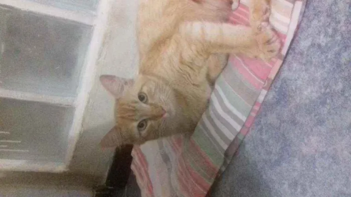 Gato ra a Não sei  idade 7 a 11 meses nome Safira