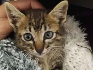 Gato raça SRD idade Abaixo de 2 meses nome Rajadinha