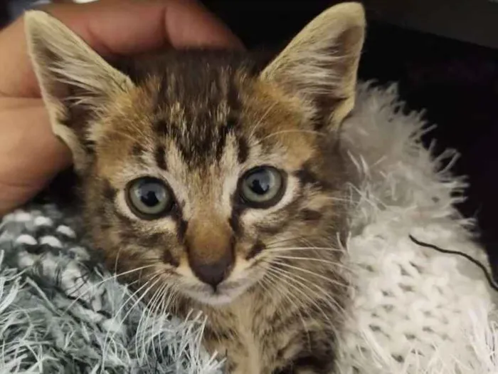 Gato ra a SRD idade Abaixo de 2 meses nome Rajadinha