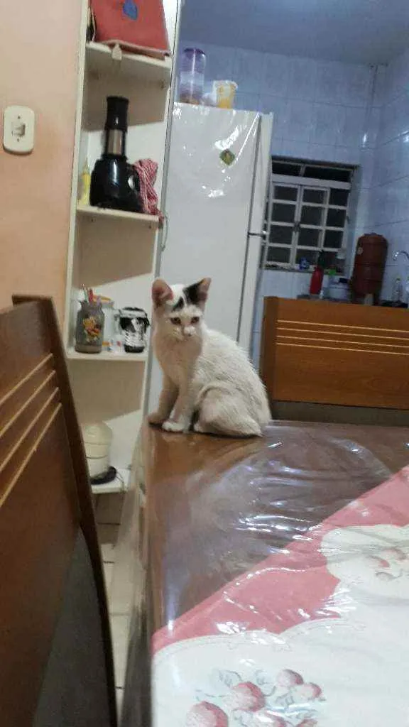 Gato ra a Não sei idade 2 a 6 meses nome Não tem