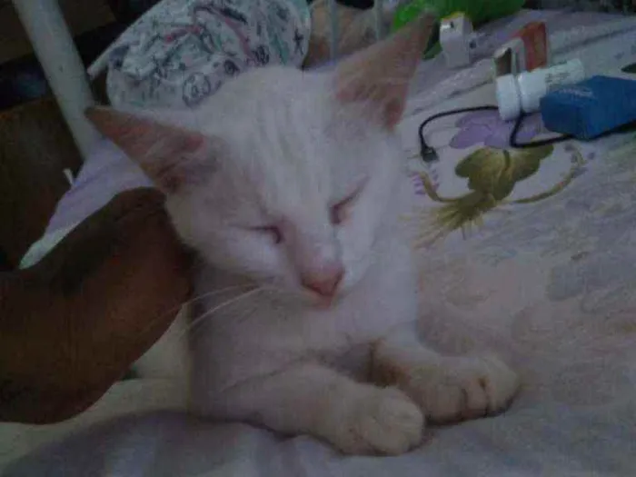 Gato ra a Misturinha  idade 2 anos nome Carinha do pai 