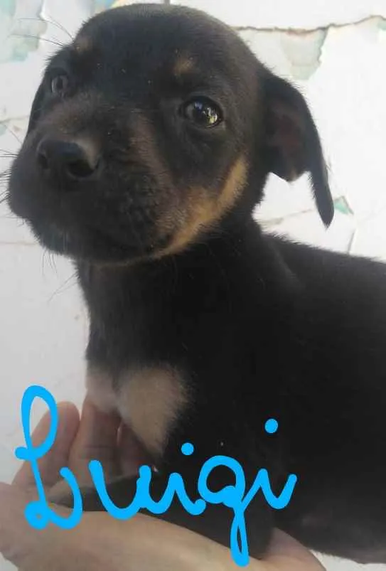 Cachorro ra a Não definida idade 2 a 6 meses nome Luigi, Mario, Bia, L