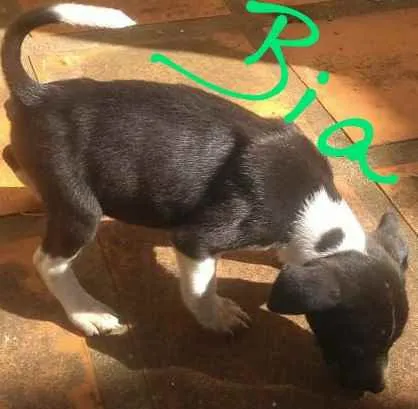 Cachorro ra a Não definida idade 2 a 6 meses nome Luigi, Mario, Bia, L