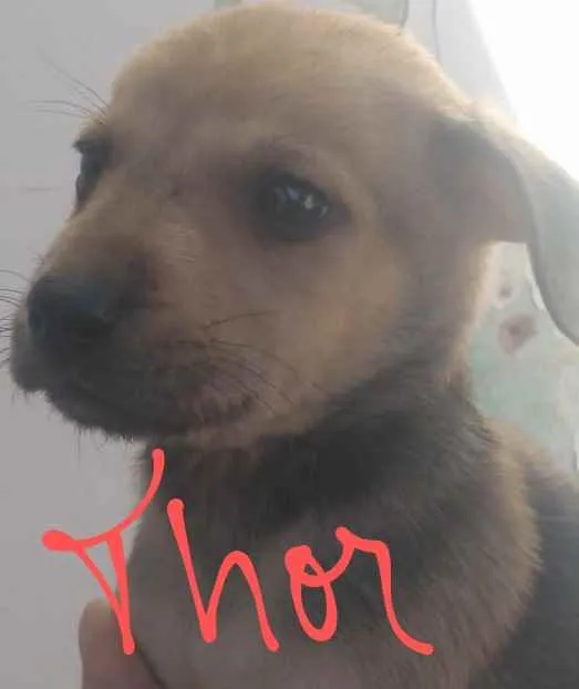 Cachorro ra a Não definida idade 2 a 6 meses nome Luigi, Mario, Bia, L