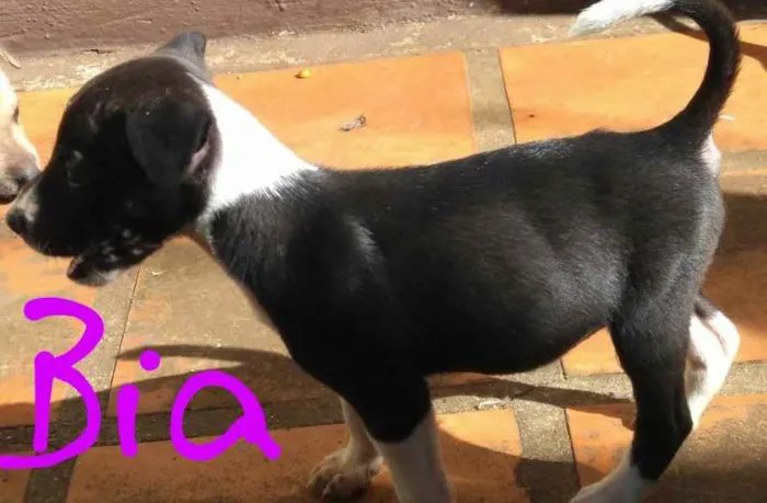 Cachorro ra a Não definida idade 2 a 6 meses nome Luigi, Mario, Bia, L