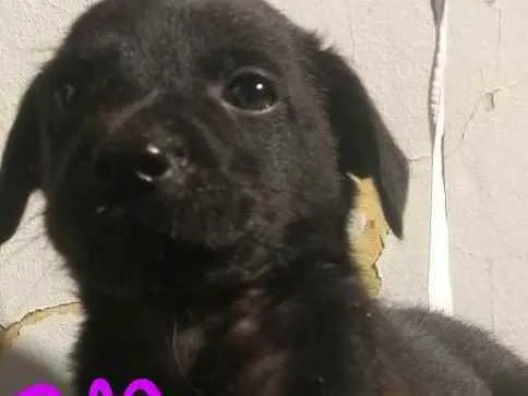 Cachorro ra a Não definida idade 2 a 6 meses nome Luigi, Mario, Bia, L