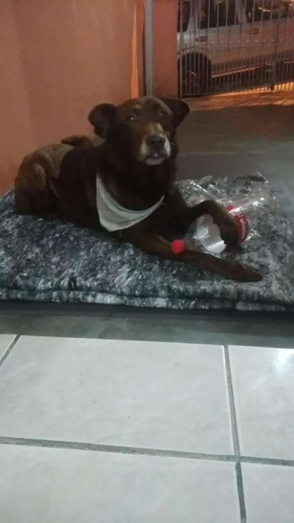 Cachorro ra a SRD idade 6 ou mais anos nome Toddy