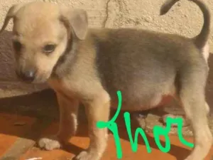 Cachorro raça Não definida idade 2 a 6 meses nome Luigi, Mario, Bia, L